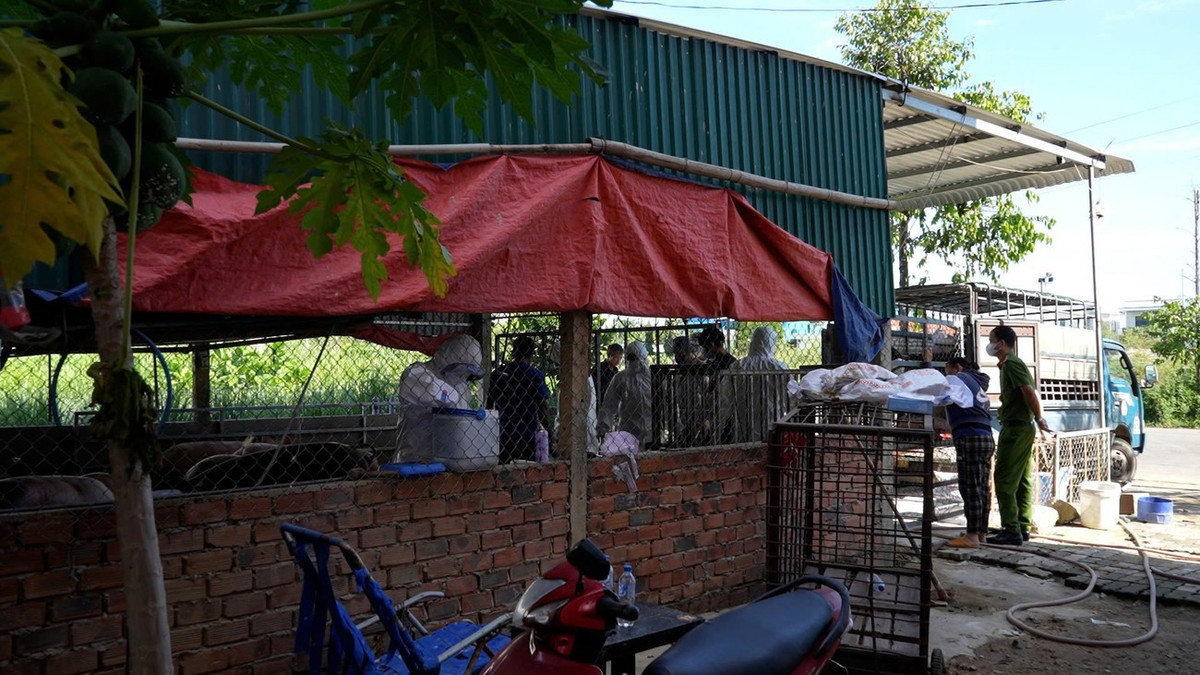 Lực lượng chức năng làm việc tại điểm thu mua heo bị dịch bệnh.