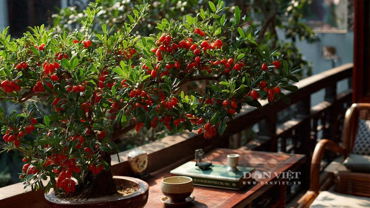  2. Cây cảnh: Kỷ tử. Cây cảnh câu kỷ tử bonsai có dáng cây đặc biệt đẹp, có thể nói cành khỏe, cổ kính, các cành rủ xuống, điểm xuyết những quả đỏ mọng. Dù là rễ, thân, lá hay quả của cây cảnh câu kỷ tử đều có nét quyến rũ riêng.