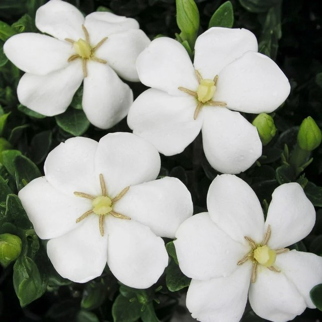 Loài hoa này còn có tên gọi khác là Crown Pearl, tức vương miện ngọc trai, được mệnh danh là "vua hoa trồng chậu" vì không chỉ nổi bật với vẻ ngoài tinh khôi như ngọc mà còn có hương thơm dịu nhẹ như nước hoa, lan tỏa khắp không gian sống.