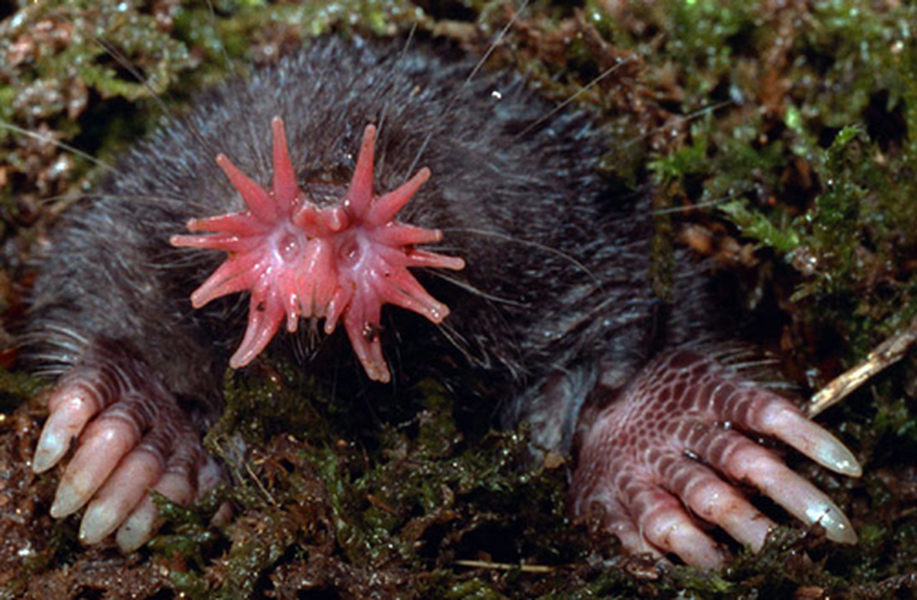 Chuột chũi mũi sao: Mũi của loài chuột này có hình dáng giống một bông hoa có màu như san hô, khi con chuột thò đầu lên mặt đất trông giống như một cái cây. Theo các nhà nghiên cứu, chiếc mũi có hình ngôi sao của con chuột là nơi tập trung dày đặc các dây thần kinh. Chuột chũi mũi sao là loài động vật có vú ăn nhanh nhất thế giới và nuốt thức ăn qua đường mũi.