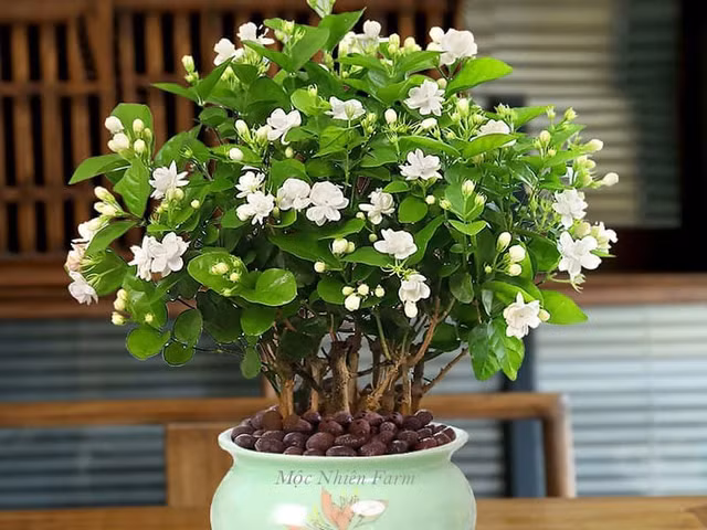 Ngoài yếu tố mùi hương, hoa nhài cũng từng bị dân gian gán với hình ảnh đẹp nhưng mong manh, đôi khi là biểu tượng của vẻ đẹp phù phiếm, không gắn liền với sự tôn nghiêm. Do đó, dù là loài hoa phổ biến, dễ trồng và dễ kiếm, nhưng vào những ngày cúng lễ quan trọng, hoa nhài vẫn nên tránh bày trên bàn thờ.