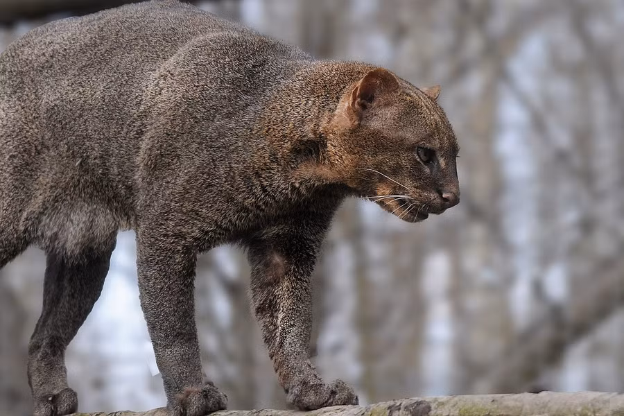 Trong sách đỏ IUCN, mèo cây châu Mỹ được đánh giá là thuộc diện ít quan tâm, nhưng quần thể đang suy giảm ở nhiều nơi do mất và chia cắt môi trường sống cũng như việc bị nông dân giết để bảo vệ gia cầm.
