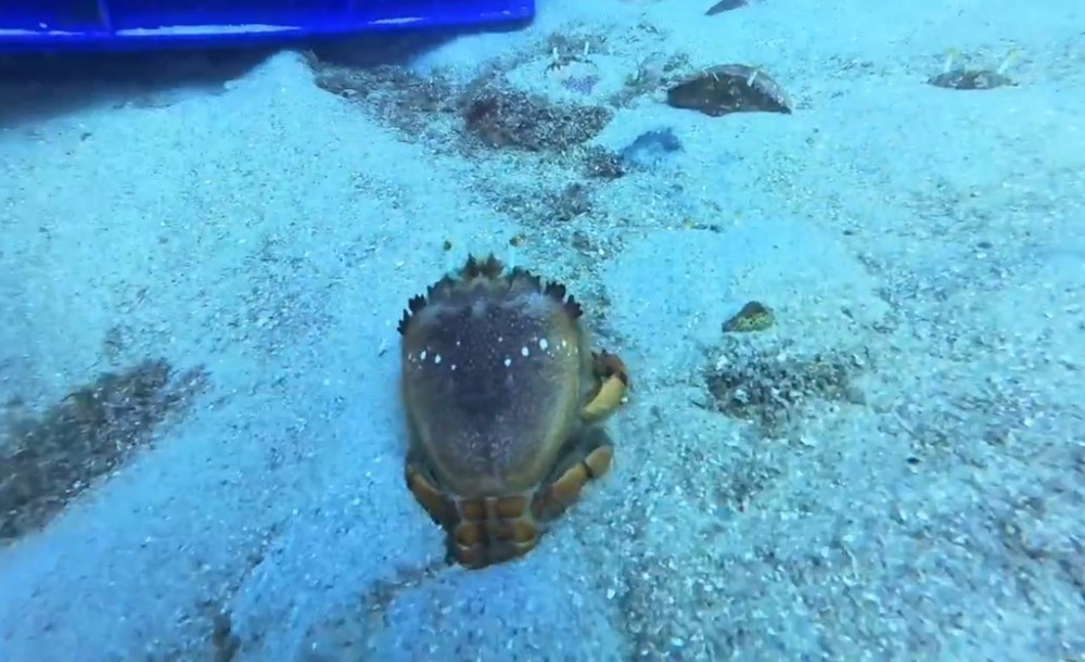 Việc thả những cá thể mang trứng có ý nghĩa to lớn trong việc tái tạo nguồn lợi, bảo tồn nguồn gen quý, hướng tới một "đại dương bền vững". Thông điệp từ Ban Quản lý Khu bảo tồn biển Lý Sơn và Light Charity rất rõ ràng và tha thiết: "Hãy cùng chúng tôi chung tay hành động, mỗi việc làm nhỏ hôm nay sẽ là nguồn sống lớn cho đại dương mai sau!"