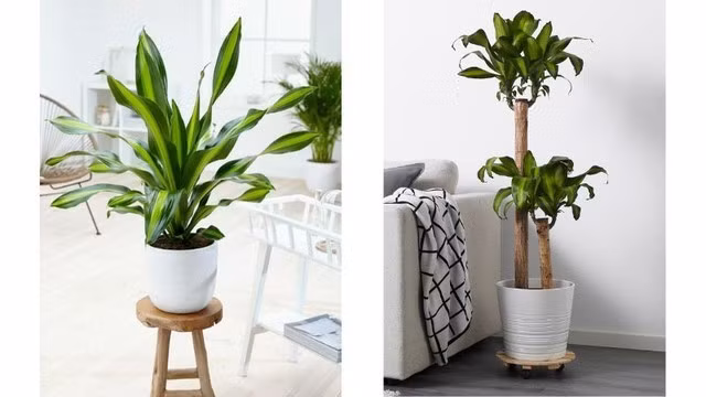 Trong phong thủy, thiết mộc lan được cho là mang đến may mắn cho người trồng về tài lộc và tiền bạc. Cây có khả năng sinh trưởng mạnh mẽ, tượng trưng cho sự phát triển không ngừng và tài lộc nảy nở.