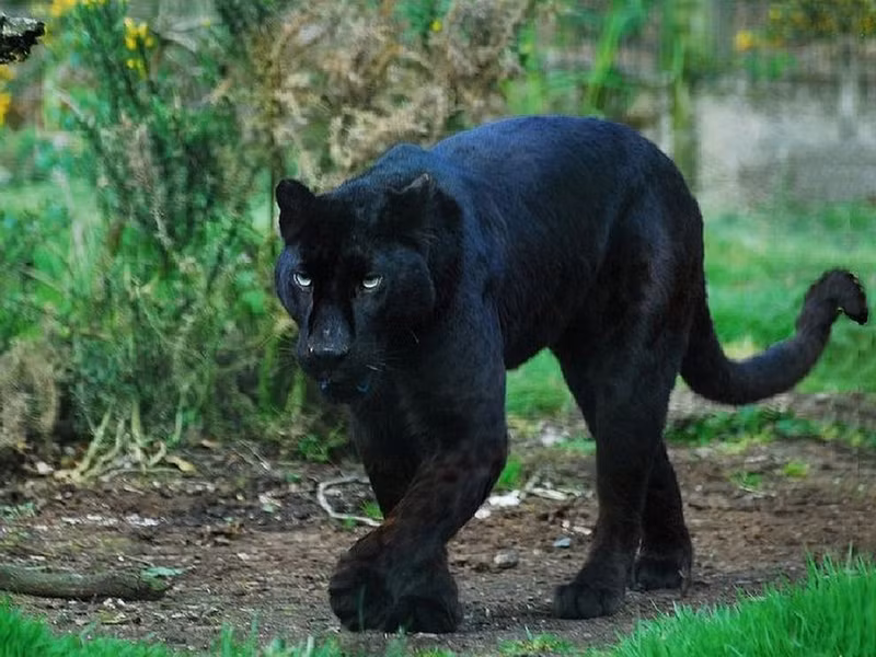 Dưới ánh sáng mạnh, vẫn có thể thấy hoa văn đặc trưng của báo ẩn dưới lớp lông đen.