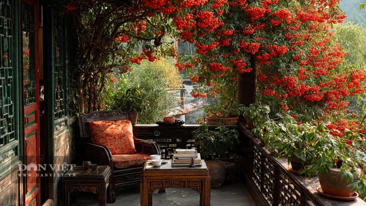 Trong phong thủy, quả mọng đỏ trĩu cành, đỏ rực giống như một bức tường lửa, ngăn cản những luồng năng lượng xấu vào nhà, bảo vệ gia đình, mang lại tài lộc. Trồng cây cảnh này ở ban công được coi là điềm lành.