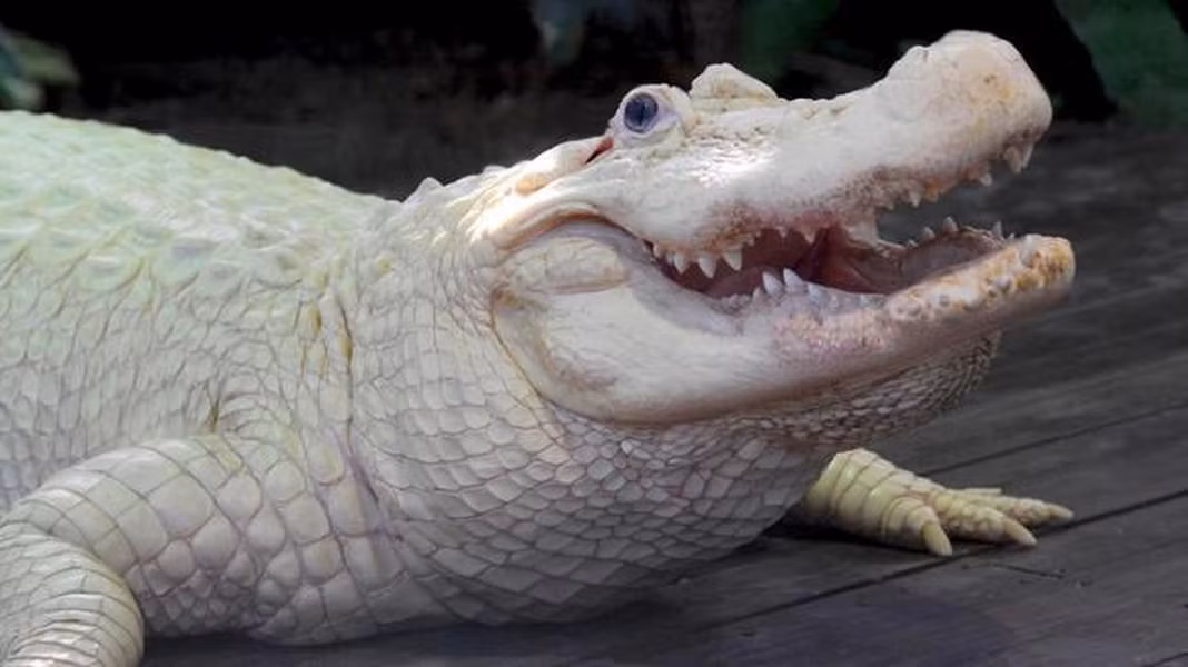Cá sấu bạch tạng, có vẻ như khi mang bộ da trắng hồng rạng rỡ này con cá sấu bớt đáng sợ hơn. Tuy nhiên trên thực tế, con vật này vẫn nguy hiểm không kém gì đồng loại sát thủ của nó.
