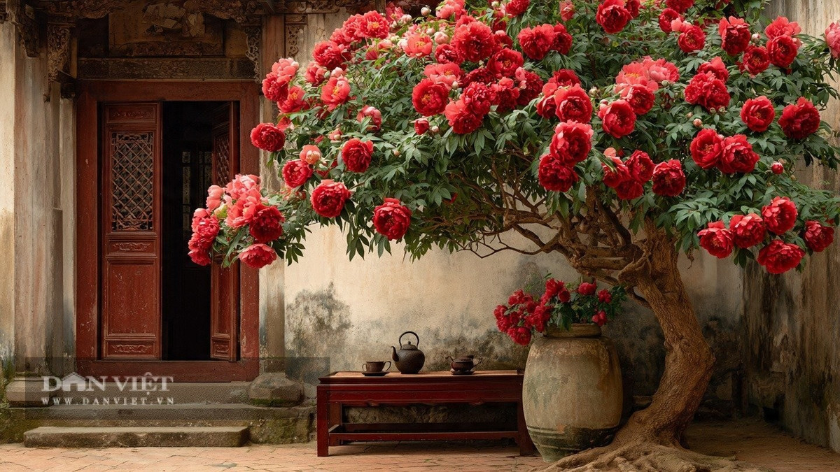 Giá trị phong thủy: Cây sống thọ hàng trăm năm, được xem như cây trấn nhà, giúp thu hút tài lộc, cải thiện vận khí và mang đến sự phồn vinh cho gia đạo.