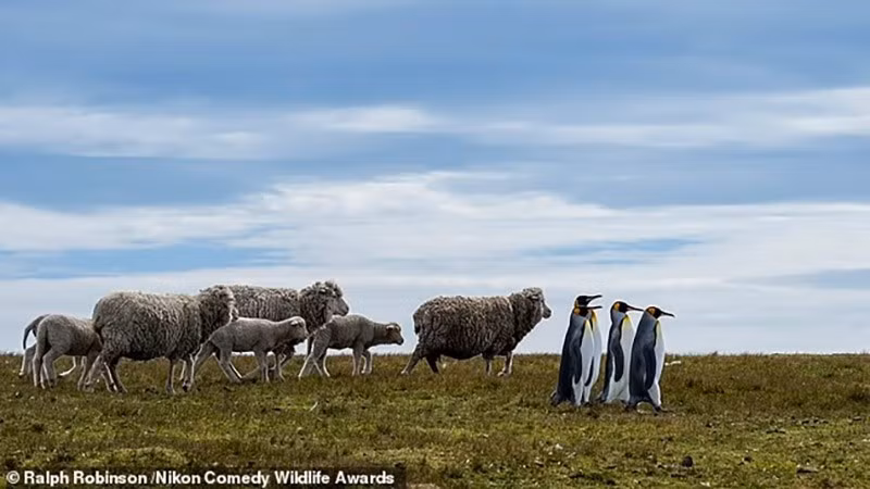 "Người thổi sáo dẫn đường của chim cánh cụt": Chim cánh cụt dẫn đàn cừu ở Quần đảo Falkland.