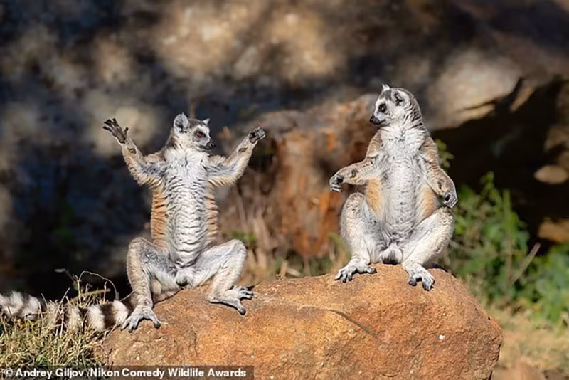 "Chào mừng đến lớp yoga thiền của vượn cáo": Vượn cáo thể hiện sự dẻo dai và cân bằng.