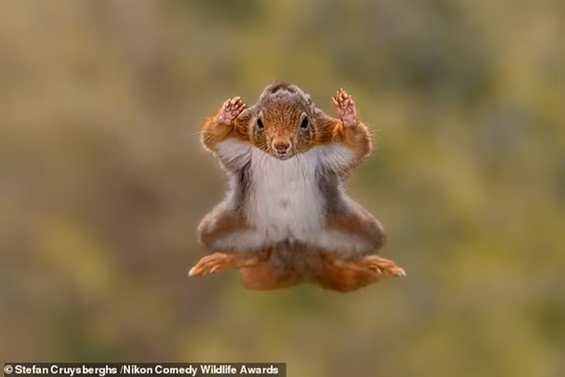"Sóc bay": Một con sóc đang bay về phía máy ảnh trong rừng ở Bỉ.