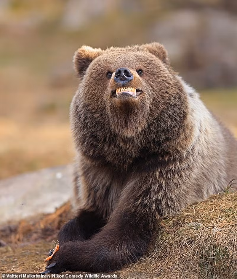 "Cười lên nào, bạn đang bị chụp ảnh": Một con gấu trông như đang mỉm cười với máy ảnh.