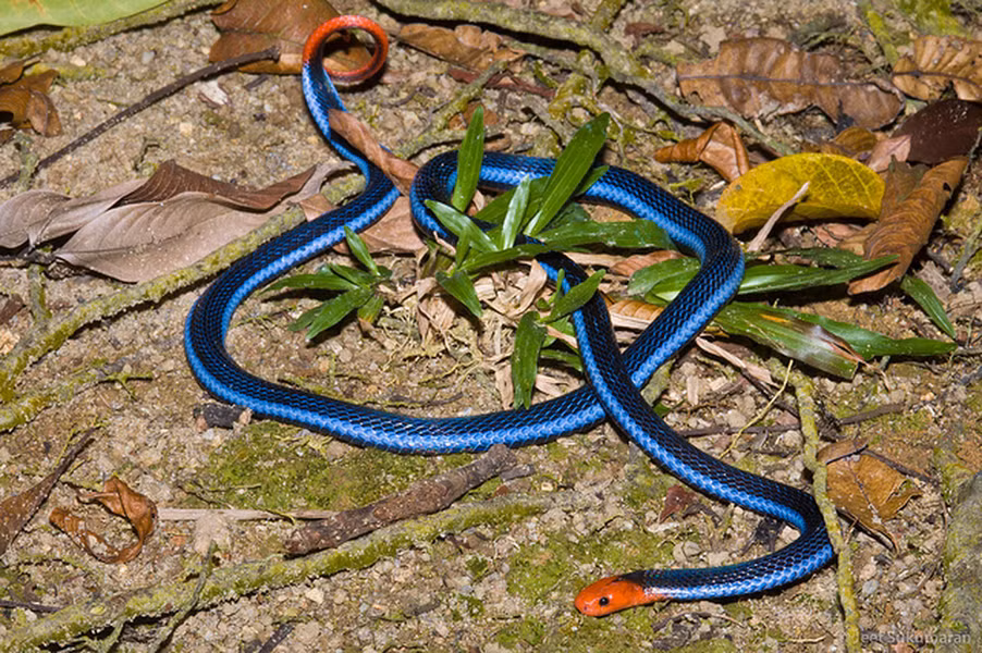 Tuy nhiên loài rắn san hô xanh, chúng hiếm khi được tìm thấy do tính chất sống về đêm và khả năng ẩn mình tốt.