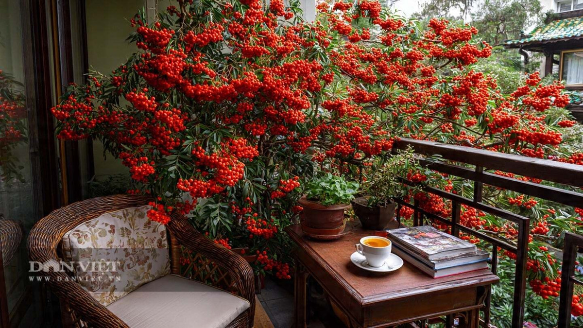 Người xưa cho rằng, cây cảnh này có thể xua đuổi tà ma và mang lại may mắn cho gia đình. Quả của cây táo gai vừa có giá trị trang trí vừa ăn được. Khi chín, quả có vị chua ngọt, có thể ăn trực tiếp hoặc dùng để làm mứt và quả khô. Nó cũng rất giàu chất dinh dưỡng.