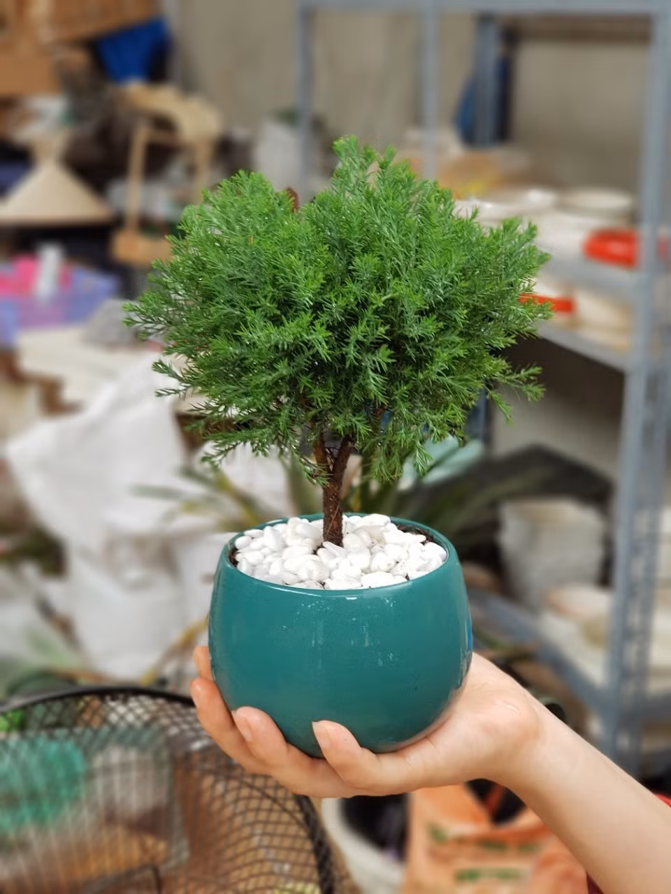 3. Cây tùng bồng lai – biểu tượng vững bền và tài lộc. Về sức khỏe: Thân nhỏ, lá xanh quanh năm, lọc bụi tốt, dễ chăm sóc.