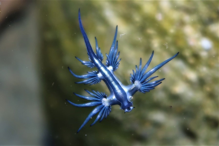 Rồng xanh Glaucus Atlanticus thường được biết tới với tên gọi thiên thần xanh nhưng thực chất là một loài sên biển, có cơ thể cân đối, dẹt, sở hữu 6 chi phụ với nhánh tỏa ra, rất đẹp mắt