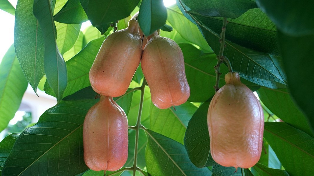 Ackee là cây thân gỗ cho quả cực độc với loại chất độc chết người là hypoglycin A và hypoglycin B