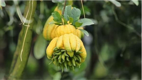 Nhóm tuổi Thìn - Tị - Dậu