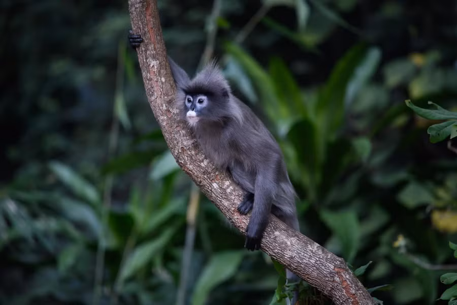 Voọc xám Đông Dương (Trachypithecus phayrei crepusculus) là một phân loài của voọc xám, phân bố ở miền núi phía Bắc và Bắc Trung Bộ. Loài này được xếp loại Sẽ nguy cấp trong Sách Đỏ Việt Nam. Nguy cấp trong Sách Đỏ IUCN.