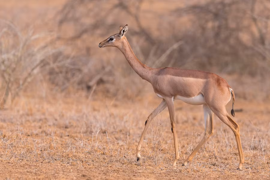 Linh dương Gerenuk là loài động vật hoạt động ban ngày. Kẻ thù của chúng bao gồm: báo, sư tử, chó rừng và chó hoang.