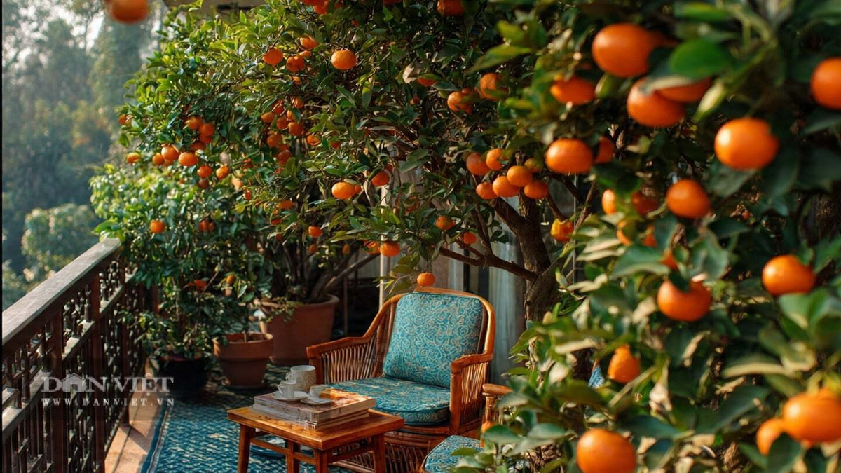 1. Cây quất: Vàng và đỏ là hai màu sắc được người xưa đặc biệt ưa chuộng. Vàng tượng trưng cho tiền tài, còn đỏ tượng trưng cho sự thịnh vượng, may mắn. Điều này khiến cây quất trở thành loại cây cảnh trồng trong chậu phổ biến trong mùa lễ Tết ở Việt Nam.