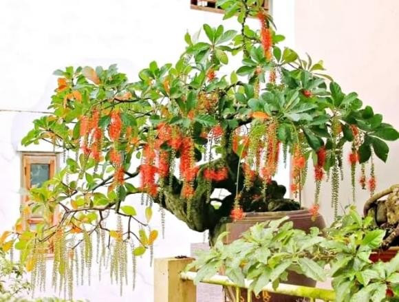  2. Cây lộc vừng: Cây lộc vừng là biểu tượng của tài lộc, thịnh vượng, may mắn và sự sung túc. Tên gọi "Lộc" đã hàm chứa ý nghĩa mang đến nhiều may mắn cho gia chủ. Bên cạnh đó, cây còn thể hiện sự hòa thuận trong gia đình và đoàn kết anh em qua sự gắn bó của cành lá và kết chùm của hoa.