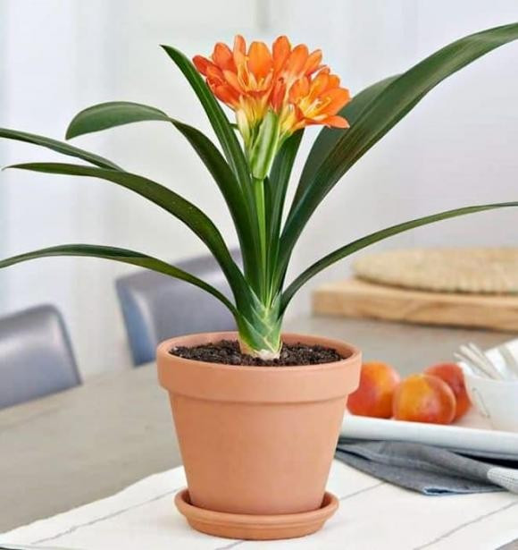  3. Lan quân tử: Lan quân tử từ lâu đã được giới nhà giàu ưa chuộng bởi vẻ đẹp kiêu sa, phong thái hào hoa và những bông hoa rực rỡ. Theo ngôn ngữ hoa, lan quân tử tượng trưng cho sự giàu sang, thanh lịch, quý phái và xinh đẹp.