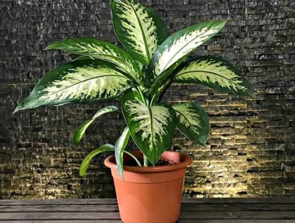  4. Vạn niên thanh: Cây vạn niên thanh thường được dùng để trang trí trong nhà với hy vọng mang lại tài lộc và sự thịnh vượng. Lá xanh mướt, khỏe mạnh tượng trưng cho sự sống và phát triển không ngừng, thể hiện ý chí kiên cường vượt qua khó khăn.