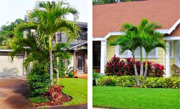 Kích hoạt năng lượng dương, thu hút tài lộc: Theo phong thủy, cây cau có khả năng kích hoạt năng lượng dương, thu hút vượng khí và tài lộc. Khi trồng cau trước nhà, gia chủ có thể đón nhận nhiều may mắn trong sự nghiệp và sức khỏe.