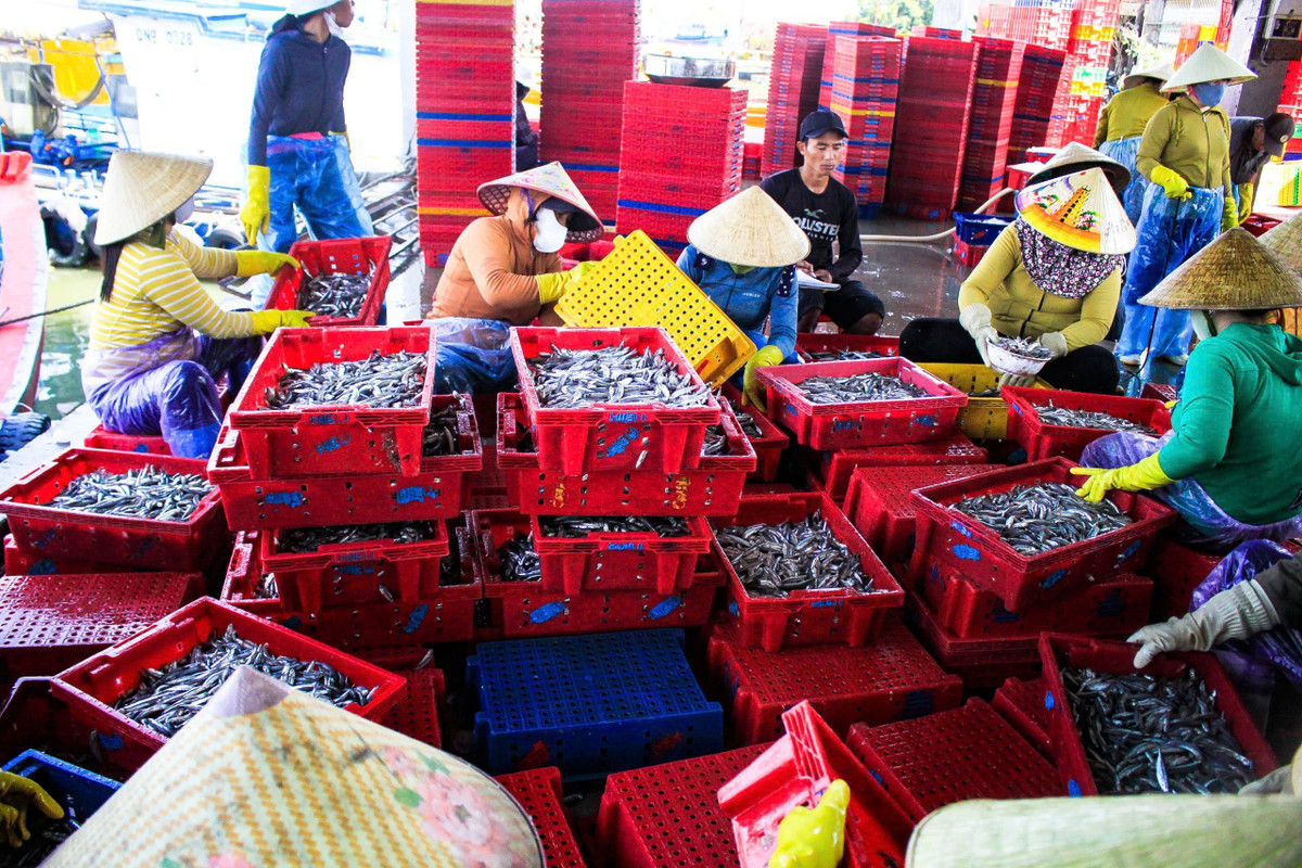 Đặc biệt, phụ nữ làng biển Tịnh Khê tất bật thu mua cá cơm về muối mắm, phân phối cho các chợ, cửa hàng ở Quảng Ngãi, thu nhập từ 400.000-500.000 đồng/ ngày.