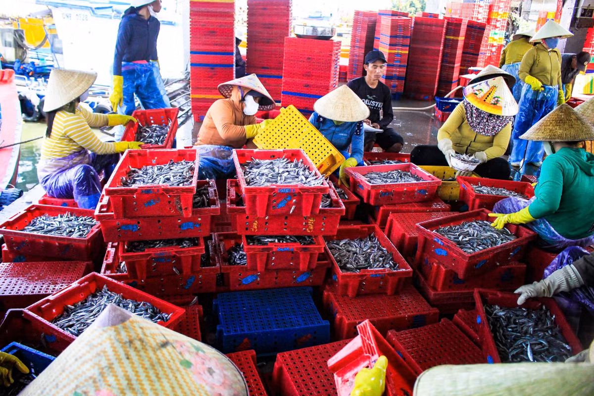 Đặc biệt, phụ nữ làng biển Tịnh Khê tất bật thu mua cá cơm về muối mắm, phân phối cho các chợ, cửa hàng ở Quảng Ngãi, thu nhập từ 400.000-500.000 đồng/ ngày.