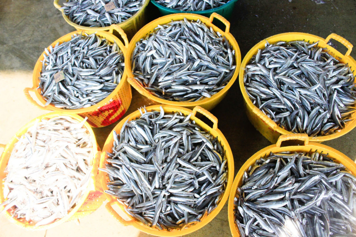 Sau một đêm vươn khơi, tàu thu được khoảng 11 tấn cá cơm than. “Đầu năm mà trúng đậm thế này là tín hiệu rất vui, ngư dân ai cũng phấn khởi”, ông Trọng chia sẻ.