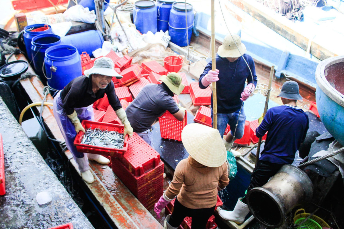 Ông Huỳnh Văn Trọng, chủ tàu QNg-96727 TS (xã Tịnh Khê) cho biết, tàu xuất bến từ chiều hôm trước, đánh bắt tại ngư trường cách bờ khoảng 15–20 hải lý.