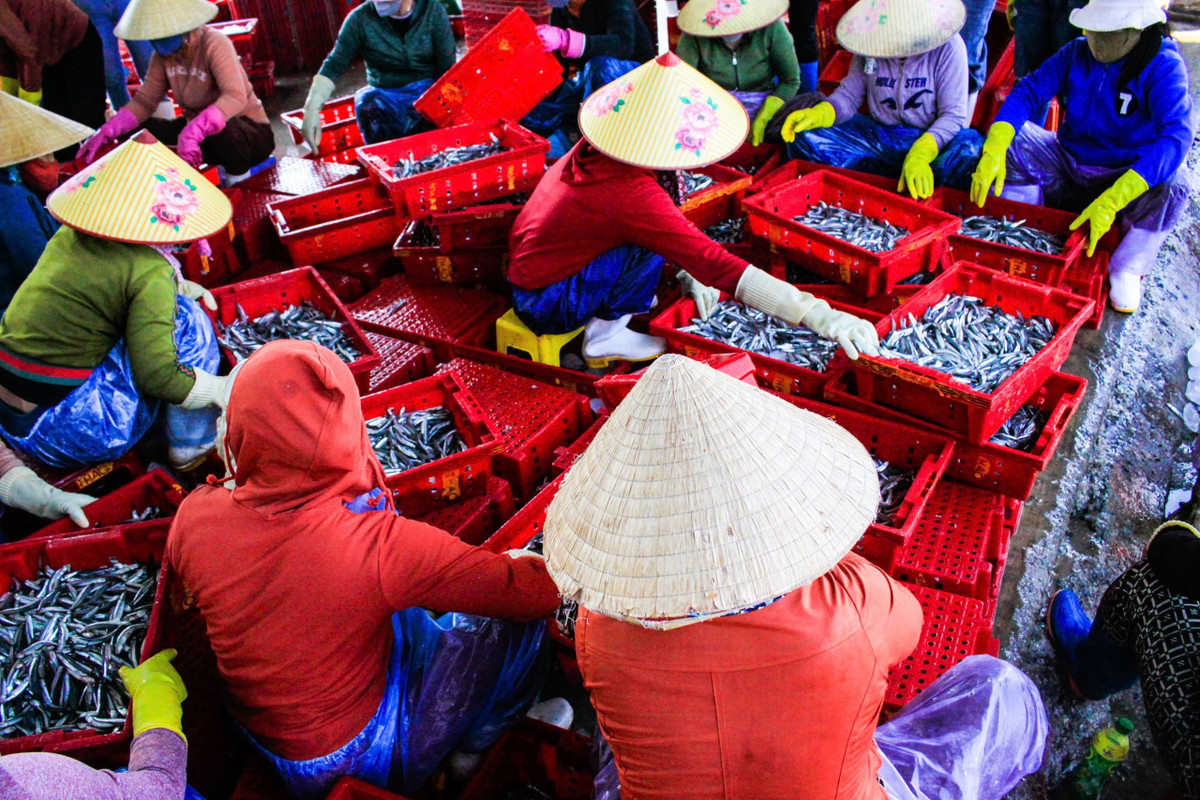 Cá cơm làm mắm dao động 19.000–20.000 đồng/kg; cá cơm tươi từ 40.000–50.000 đồng/kg, cao gần gấp đôi so với cùng kỳ năm ngoái.