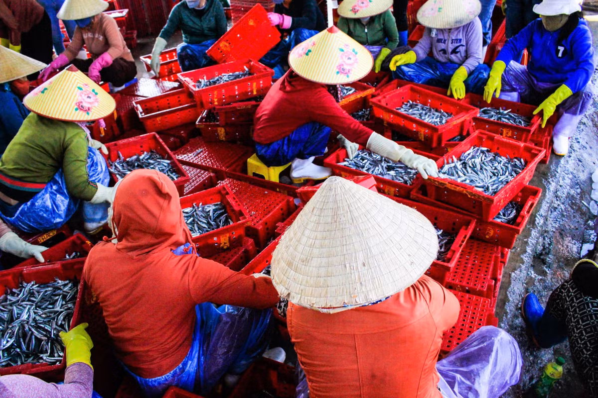 Cá cơm làm mắm dao động 19.000–20.000 đồng/kg; cá cơm tươi từ 40.000–50.000 đồng/kg, cao gần gấp đôi so với cùng kỳ năm ngoái.