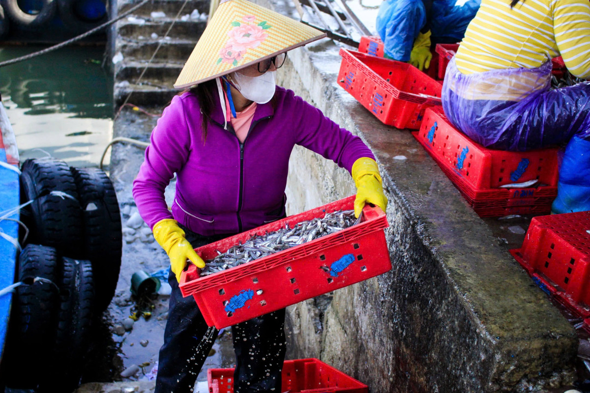 Được mùa cá cơm, khu vực cảng cá nhộn nhịp người mua kẻ bán. Nhiều nghề phụ như bốc vác, phân loại, vận chuyển cũng có thêm việc làm, góp phần tăng thu nhập cho người dân địa phương.