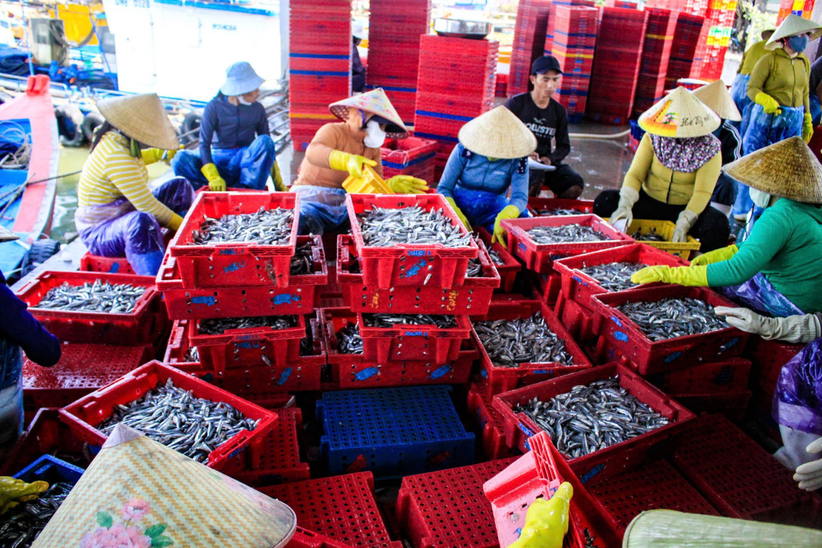 Theo bà Phạm Thị Thanh Minh, thương lái thu mua tại cảng, giá cá cơm năm nay tăng mạnh.