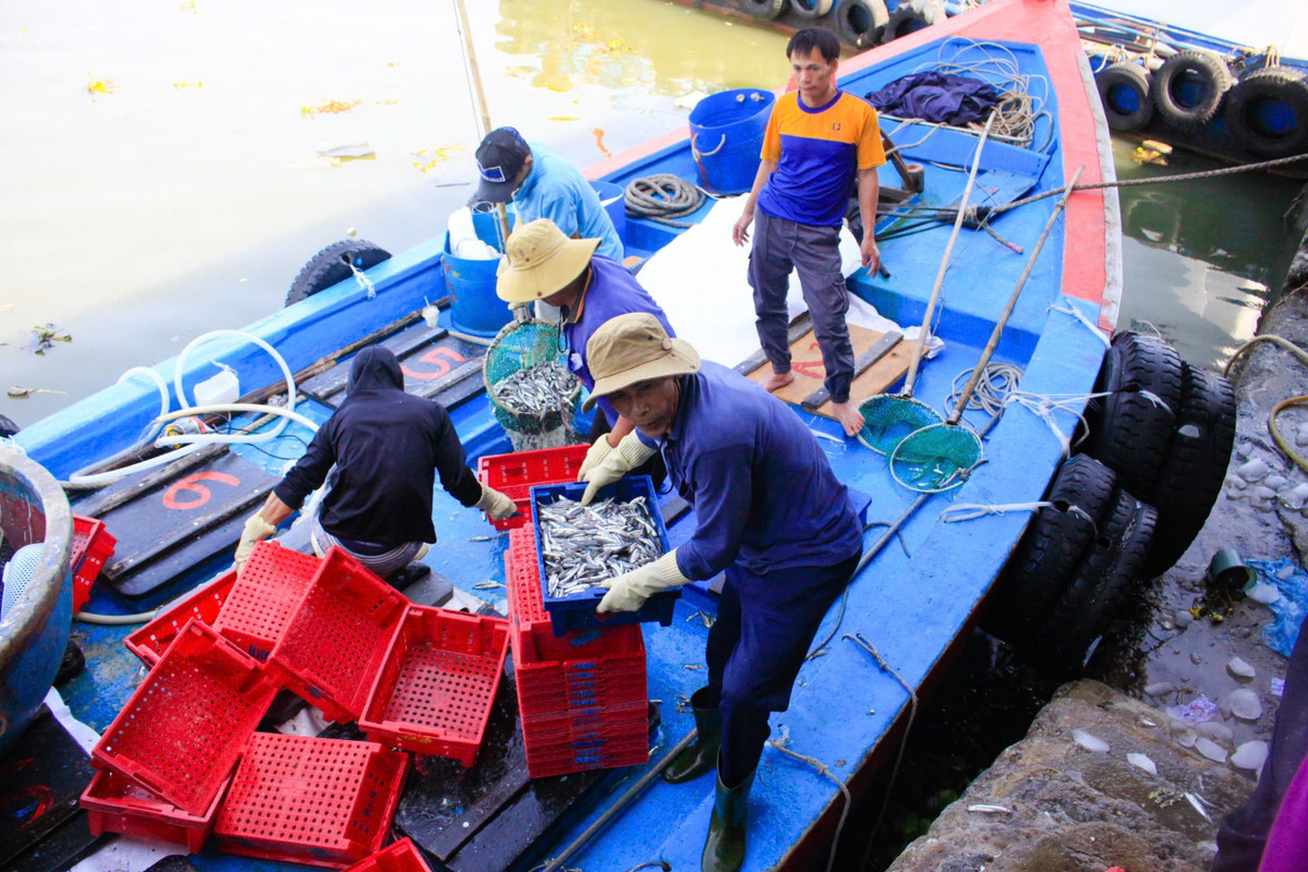 Tương tự, ngư dân Nguyễn Minh Luân, tàu QNg-11117 TS (xã Tịnh Khê), vừa cập cảng với hơn 10 tấn cá cơm.