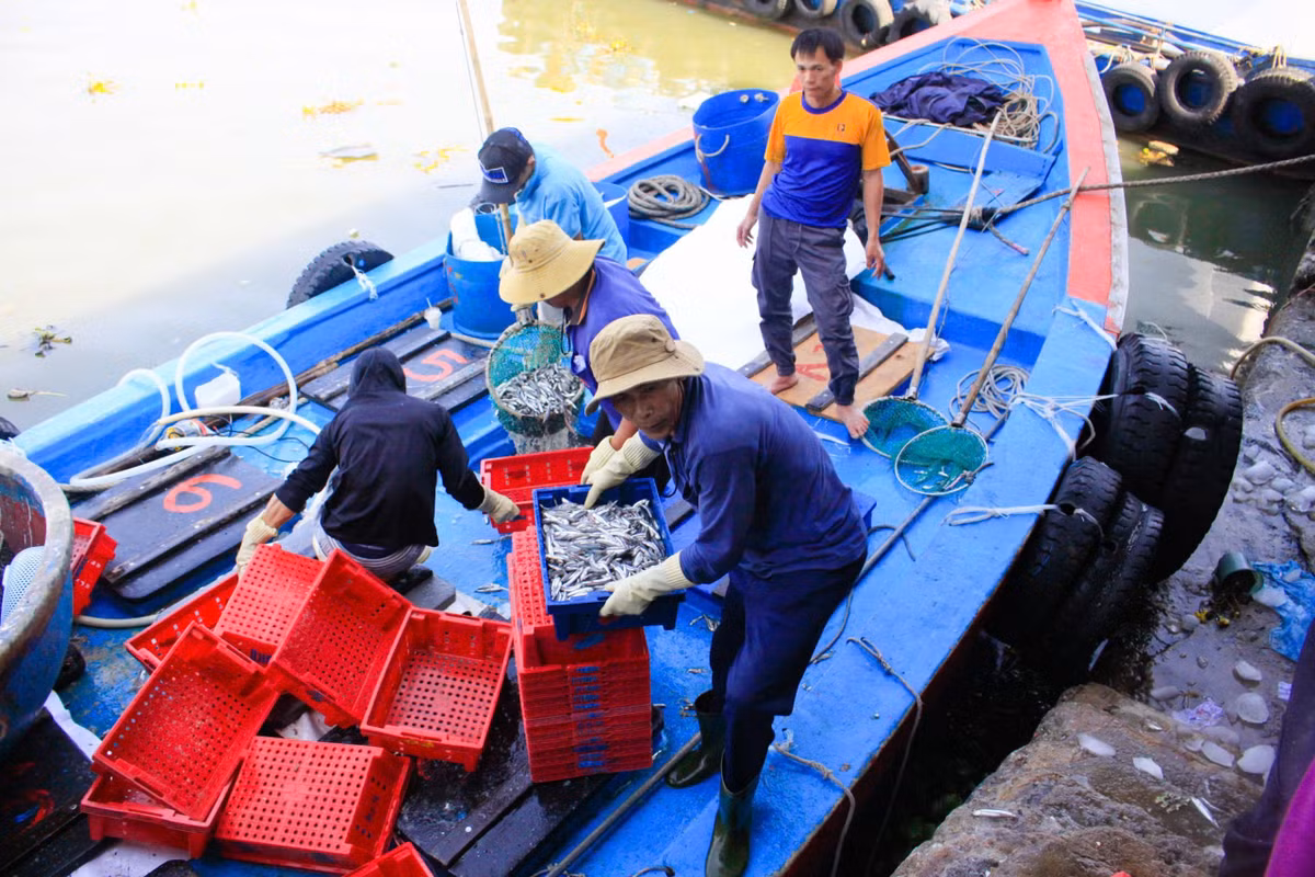 Tương tự, ngư dân Nguyễn Minh Luân, tàu QNg-11117 TS (xã Tịnh Khê), vừa cập cảng với hơn 10 tấn cá cơm.