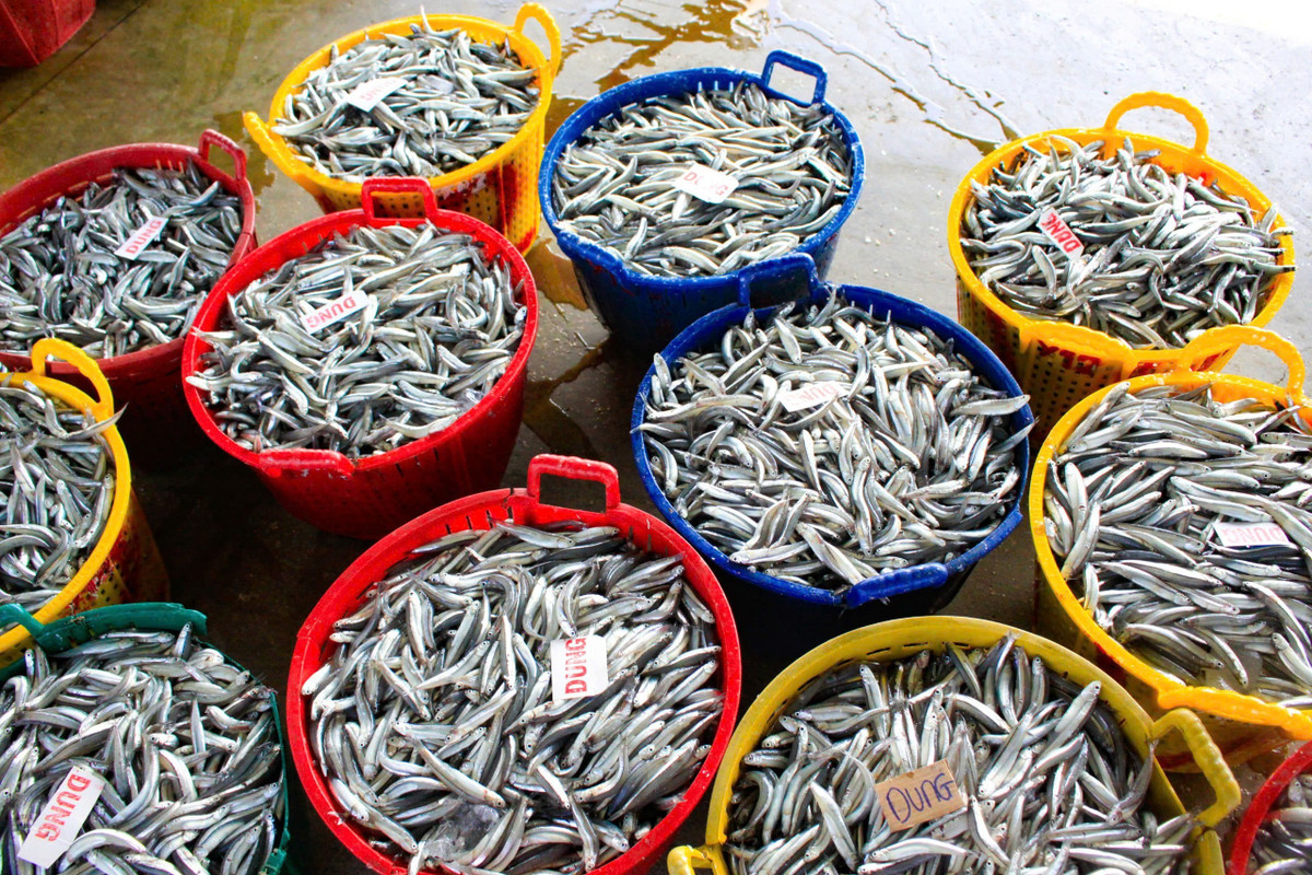 Mỗi tàu có từ 9–12 lao động, bình quân mỗi ngư dân thu nhập 3–4 triệu đồng/chuyến biển. Lộc biển đầu năm với các ngư dân vì thế càng thêm trọn vẹn.