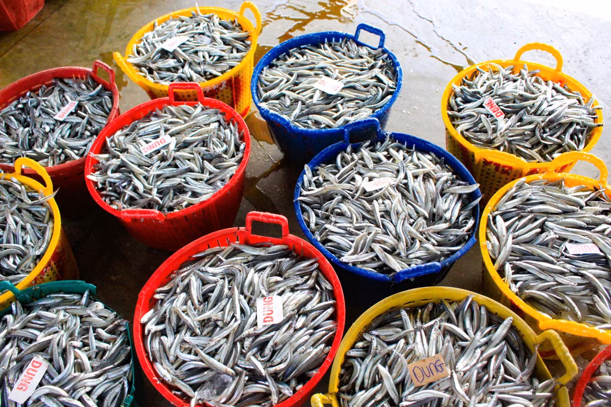 Mỗi tàu có từ 9–12 lao động, bình quân mỗi ngư dân thu nhập 3–4 triệu đồng/chuyến biển. Lộc biển đầu năm với các ngư dân vì thế càng thêm trọn vẹn.