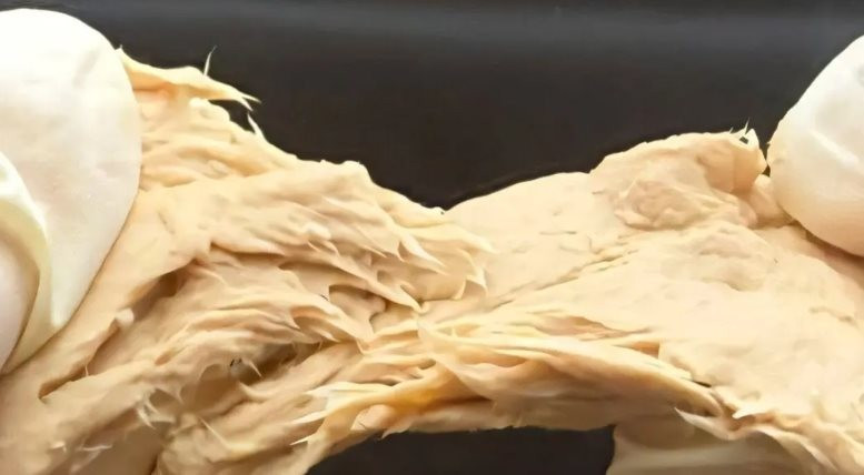 Kết cấu bên trong loại nấm mới được tạo ra bằng công nghệ chỉnh sửa gen.