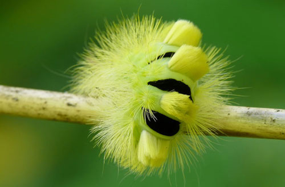 Sâu bướm bụi cỏ: Khi quấn quanh một cành cây nhỏ, sâu bướm bụi cỏ có thể dễ dàng bị nhầm lẫn với một bông hoa có màu vàng sáng. Màu sắc và hình dáng của sâu bướm còn có thể trở thành công cụ ngụy trang hữu hiệu và giúp chúng cảnh báo với các loài khác.