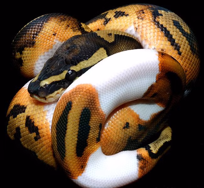 Đột biến gen khiến cho con trăn này mang những màu sắc kỳ lạ và đẹp không tưởng. Mặc dù vậy, điều đó chỉ càng khiến cho nó trông đáng sợ hơn.