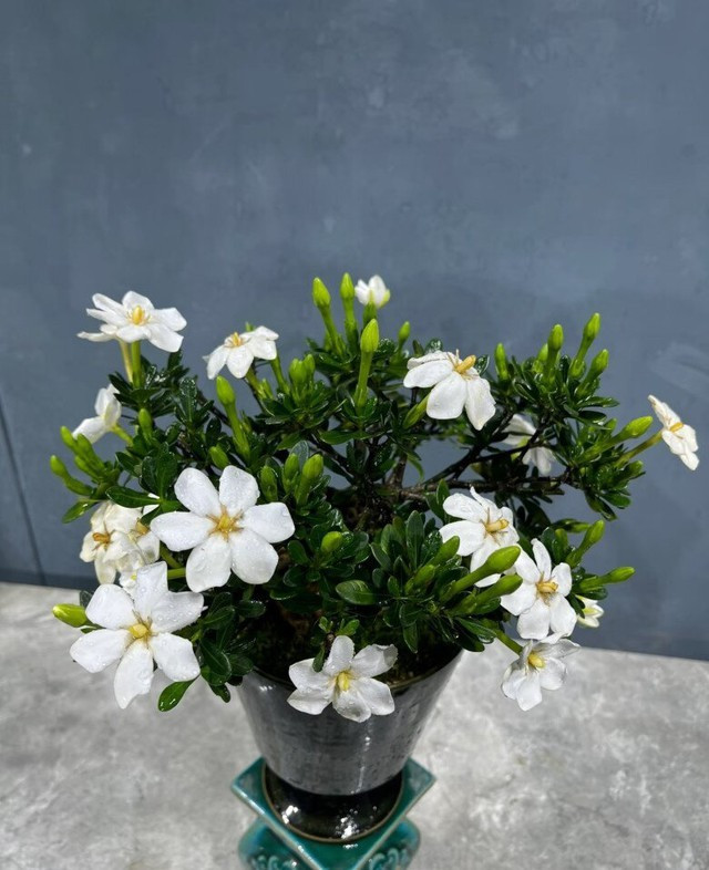 Mùa hoa chính kéo dài từ cuối xuân đến đầu thu nhưng nếu khí hậu ổn định, cây vẫn có thể cho hoa vào các tháng khác trong năm. Đây là điều rất hiếm gặp ở nhiều giống hoa trồng chậu.