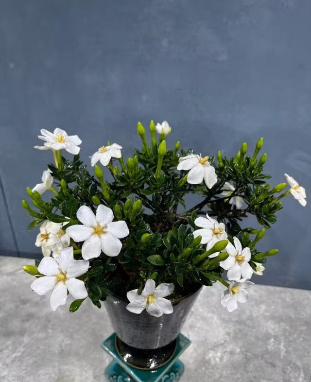 Mùa hoa chính kéo dài từ cuối xuân đến đầu thu nhưng nếu khí hậu ổn định, cây vẫn có thể cho hoa vào các tháng khác trong năm. Đây là điều rất hiếm gặp ở nhiều giống hoa trồng chậu.