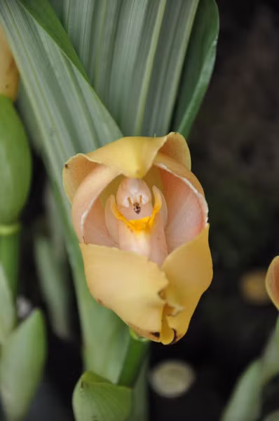 Giống hoa lan độc lạ có tên như vậy là vì bên trong đóa hoa trông giống một em bé tí hon nằm trong nôi.