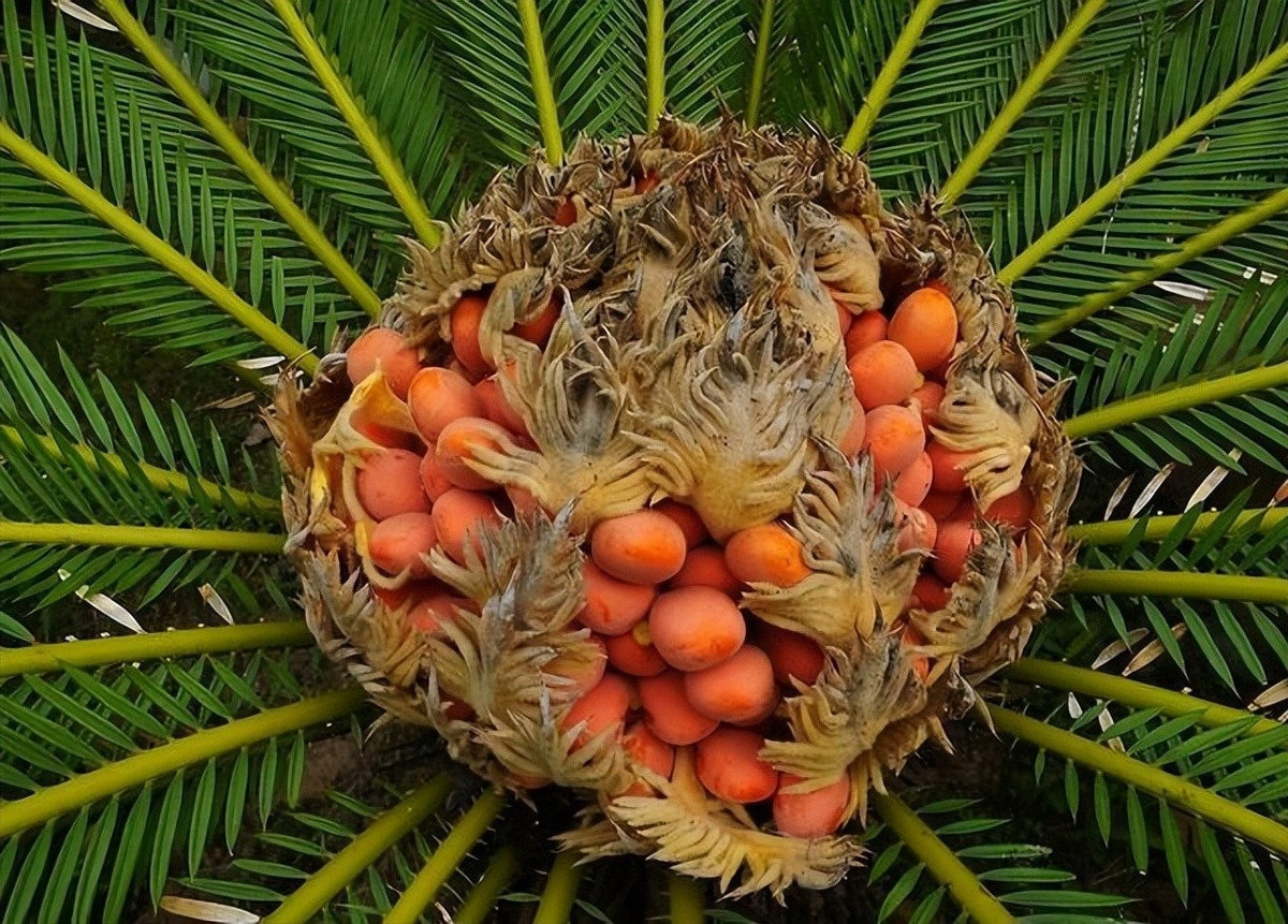 4. Vạn tuế – Biểu tượng sức mạnh và trường thọ: Mô tả: Vạn tuế lớn chậm, thân dày khỏe và sống được hàng trăm năm. Hoa rất hiếm khi nở nhưng mỗi lần nở là một sự kiện đặc biệt hiếm thấy.