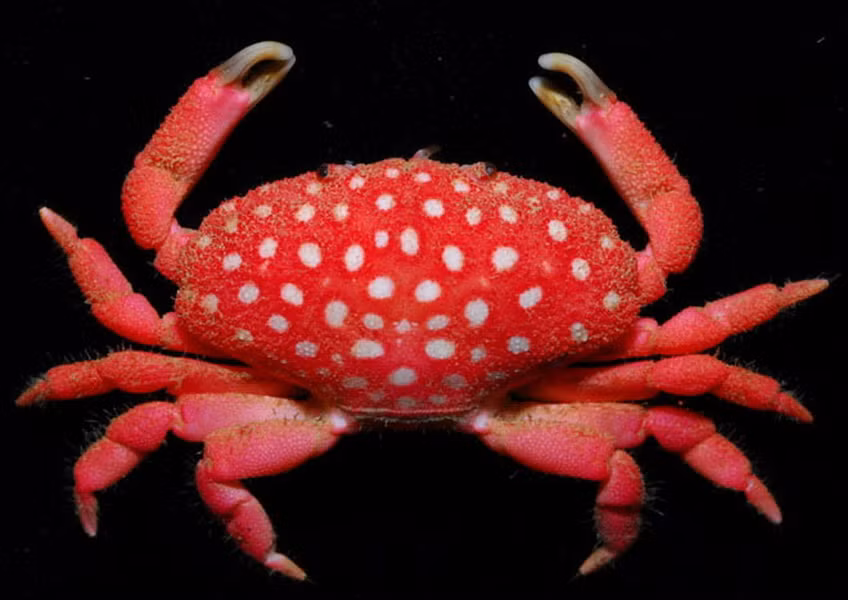 Con cua có màu sắc như trái dâu tây này được tìm thấy hồi năm 2010