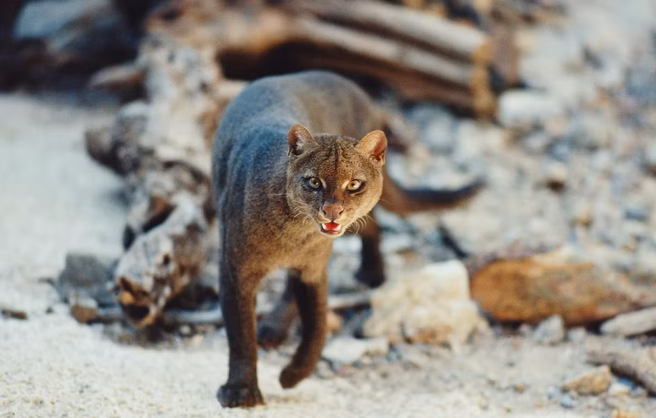 Mèo cây châu Mỹ thường sống đơn độc hoặc tạo thành cặp đôi trong tự nhiên, chúng hoạt động nhiều hơn vào ban ngày và chủ yếu săn mồi vào ban ngày và buổi chiều. Khá khó để quan sát do chúng có lối sống khá bí mật và cảnh giác.